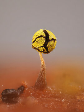 Physarum viride, a slime mold, microscope image of sporangia