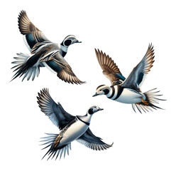 A set of Long-tailed Ducks flying on a transparent background