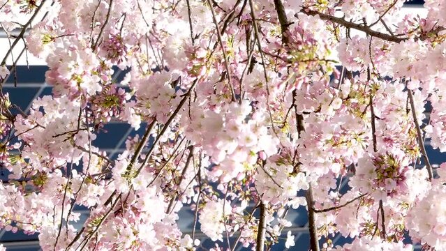 Burrard Station trees bloom in spring near skyscrapers and skytrain station magnolia cherry blossom sakura white and rose flowers engulf downtown Canada Vancouver 2023