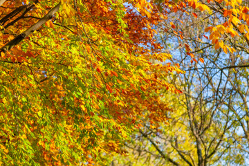 Golden yellow foliage among green foliage of trees illuminated by sunlight against branches with blue touches of sky in a blurred background. Autumn concept and composition