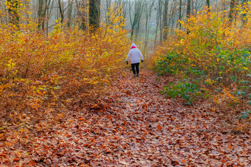 Autumn landscape, trail with female hiker descending hill covered in leaves, among golden...