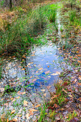 Closeup of rainwater flooding a hiking trail, muddy terrain, wild green grass and brown dry leaves with sunlight reflection on surface, autumn day