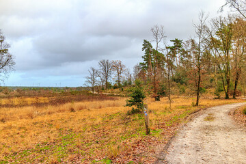 Obraz premium Autumn landscape with trail among plain countryside, heather and trees in background, Hoge Kempen national park, Lieteberg Zutendaal Limburg, Belgium