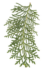 Closeup fresh green twigs thuja branches isolated on white background, Pine tree