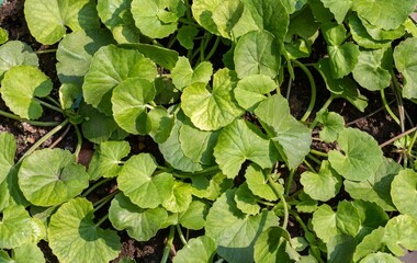 Gotu Kola or Centella Asiatica Plants with Leaves, Also Known as Indian Pennywort, Brahma Manduki...