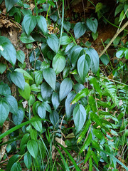 
Forest vine stems and leaves.