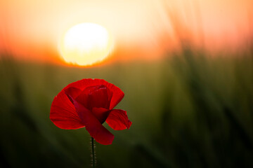 Scarlet poppy flower in a green field at sunset. Contrast of light and dark. Scarlet flower and red...