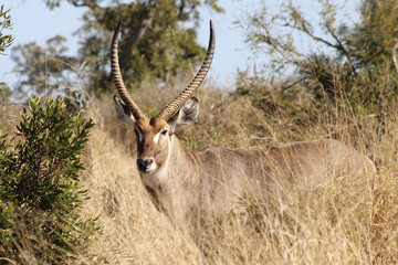Naklejka na ściany i meble Waterbuck antelope in Kruger national park