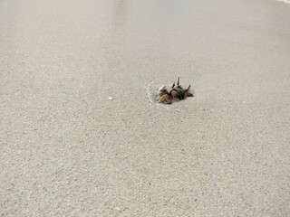crab on sand