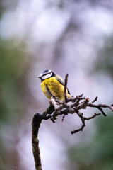 blue tit in the garden 