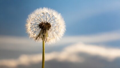 one dandelion on a gently blue sky background