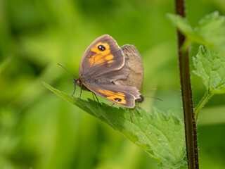 Meadow Brown Aberration Butterflies Mating