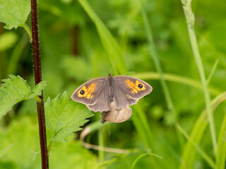 Meadow Brown Aberration Butterflies Mating