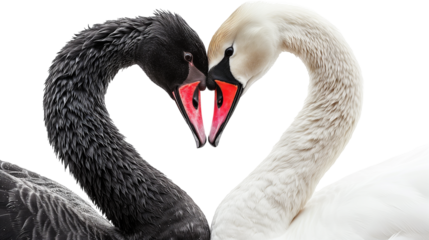 A black and a white swan forming a heart with their neck isolated on a transparent background