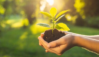 hands holding young plant in sunshine and green background at sunset environment conservation reforestation climate change