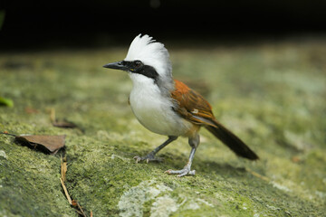 White-crested Laughing on stone birdwatching in the forest  