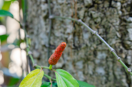 Fresh red ripe Idian long pepper