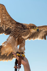 Falconer with hawk on the hand
