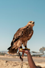 Falconer with hawk on the hand