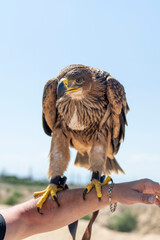 Falconer with hawk on the hand