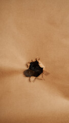 Siamese cat coming out of hole in brown paper