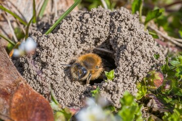 Single female mining bee in her hole on the ground