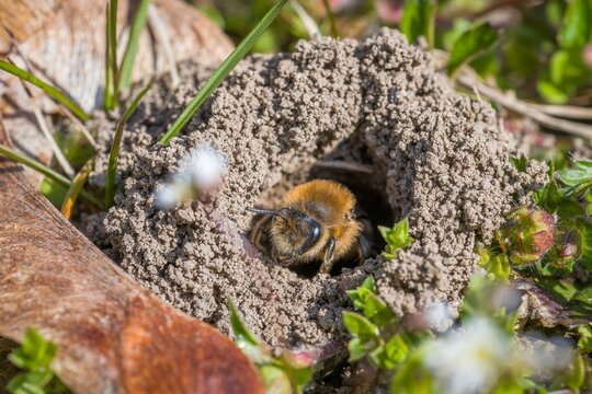 Single female mining bee in her hole on the ground