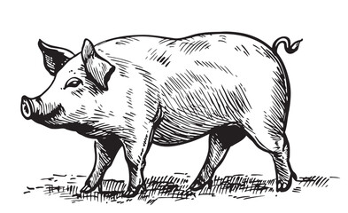 Fat piglet in graphic style Farming and animal husbandry illustration © BigJoy