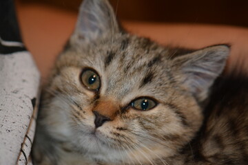 Macro photography of a british shorthair cat