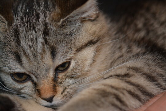 Macro photography of a british shorthair cat