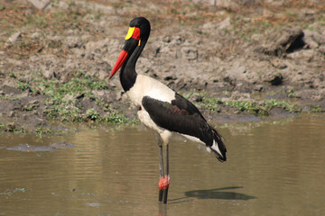 Saddle Billed Stork in the Water