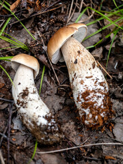 edible boletus mushroom in the forest among fallen leaves and grass