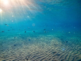Shoal of Sargos or White Seabream swimming at the coral reef in the Red Sea, Egypt..