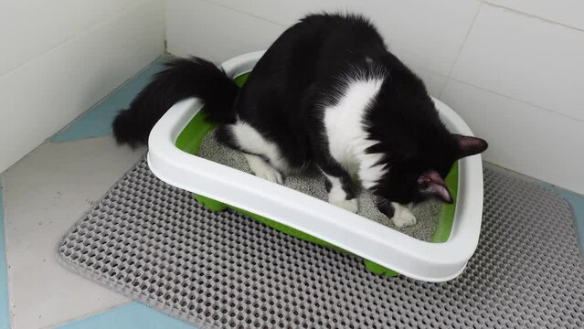 Cute domestic cat cleans up the Kitty toilet, pees, digs cat litter in the tray and play with its paw
