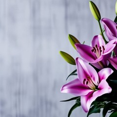 pink lily flowers