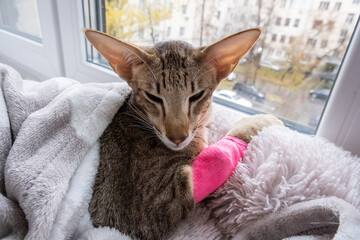 Oriental tabby cat with a bandaged paw and an internal catheter installed under the bandage.