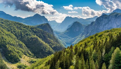 forest and mountains in national park piva in montenegro highs - obrazy, fototapety, plakaty
