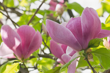 the pink flowers of Sulanja magnolia on the tree. A spring flowering tree.
