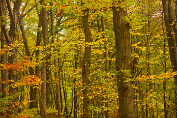 Autumn forest with yellowed trees and fallen leaves