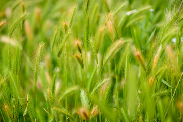 Obraz premium PLANTA SILVESTRE DE CEBADILLA RATONERA (Hordeum Marinuru)