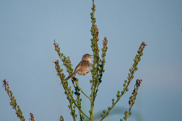 Delicate prinia, Prinia lepida, singing on the plant.