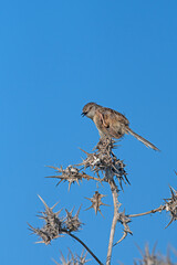 Delicate prinia, Prinia lepida on dried thorn branch.