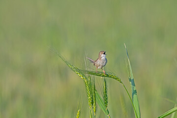 Delicate prinia, Prinia lepida on green wheat ears.