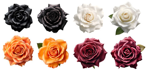 Collection set of black white orange burgundy stalk of rose roses flower floral top view on transparent background cutout, PNG file. Mockup template artwork graphic design