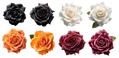 Collection set of black white orange burgundy stalk of rose roses flower floral top view on transparent background cutout, PNG file. Mockup template artwork graphic design