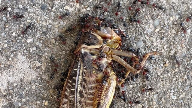 Group of ants eating dead grasshopper insect