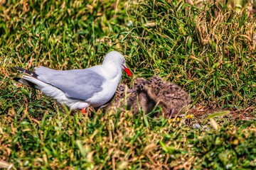 Phillip Island, Australia - October 08 2009 : A sea gull has her nest with fluffy chicks in the...