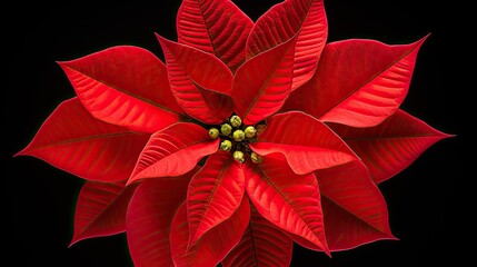 Poinsettia flower on  dark background