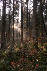 Sonnenstrahlen im Wald beim Schwenninger Moos 1/2