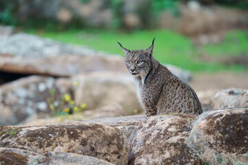 Iberian lynx (Lynx pardinus) in the wild